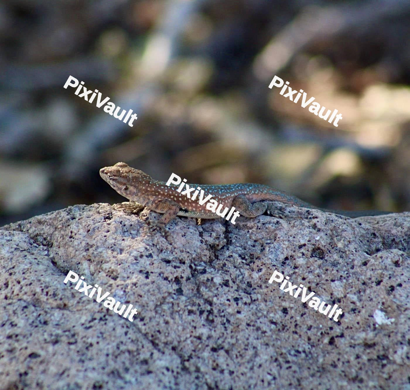 Side-blotched Lizard